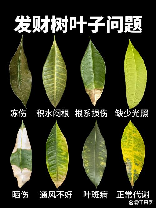 发财树老叶尖发黄怎么办_发财树黄叶怎么办？