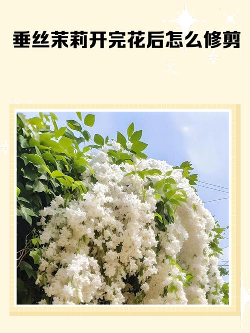 垂丝茉莉花开完了怎么修剪_垂丝茉莉喜阳喜水怕涝，修剪施肥浇水通风要注意
