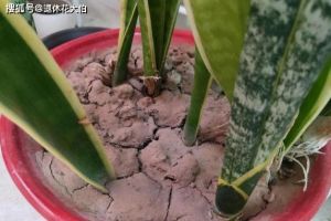 绿植盆栽上结是怎么回事网_盆栽常见虫害及处理方法