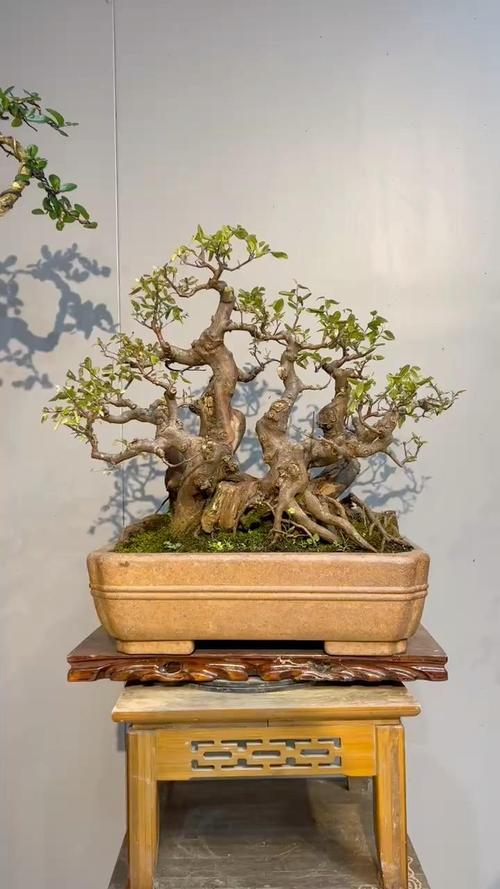 红芽小叶雀梅好不好养_造型独特，养护需精细