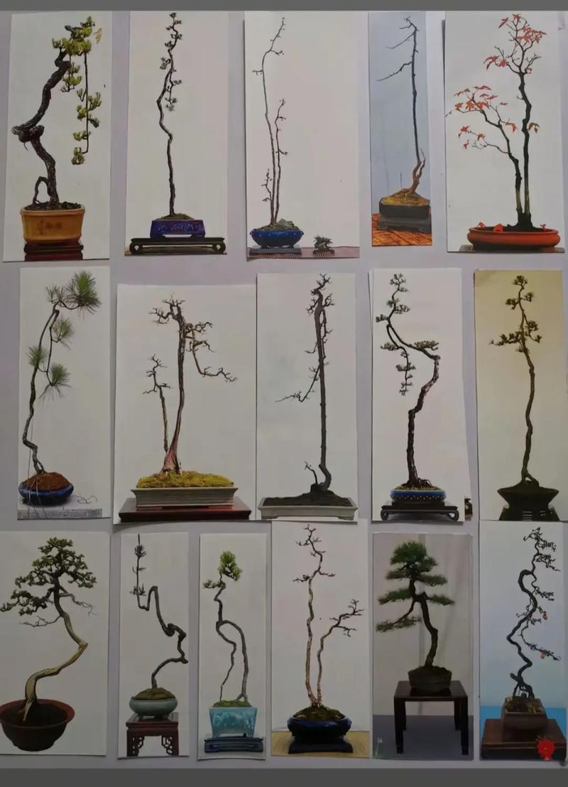 盆景艺术有哪五大派_扬派川派海派岭南派苏派风格赏析