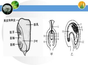 种子成熟时的生理变化_从休眠到幼苗的奥秘