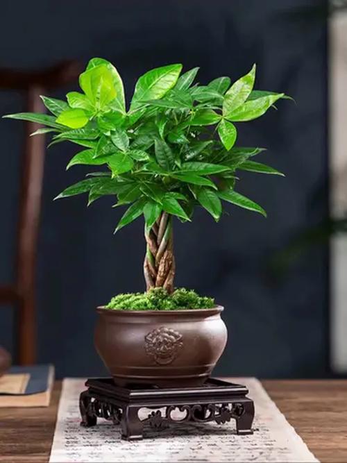 什么树种适合做盆景_榆树紫薇金弹子黑松雀梅