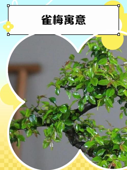 雀梅和金雀哪个高档_传统与潮流的较量