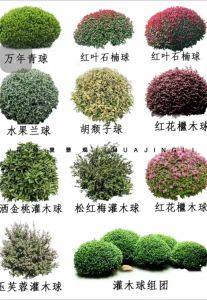 c4植物大全100种_耐旱耐热高效作物