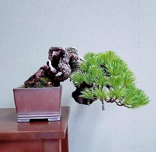 四面有粗枝的临水式盆景_简单塑形,打造精致绿意 四面有粗枝的临水式盆景_简单塑形,打造精致绿意
