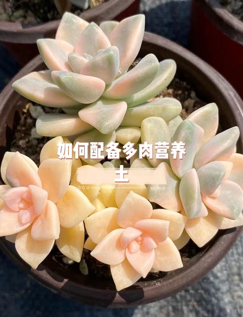 多肉老桩配土：颗粒泥炭41，保水透气防烂根