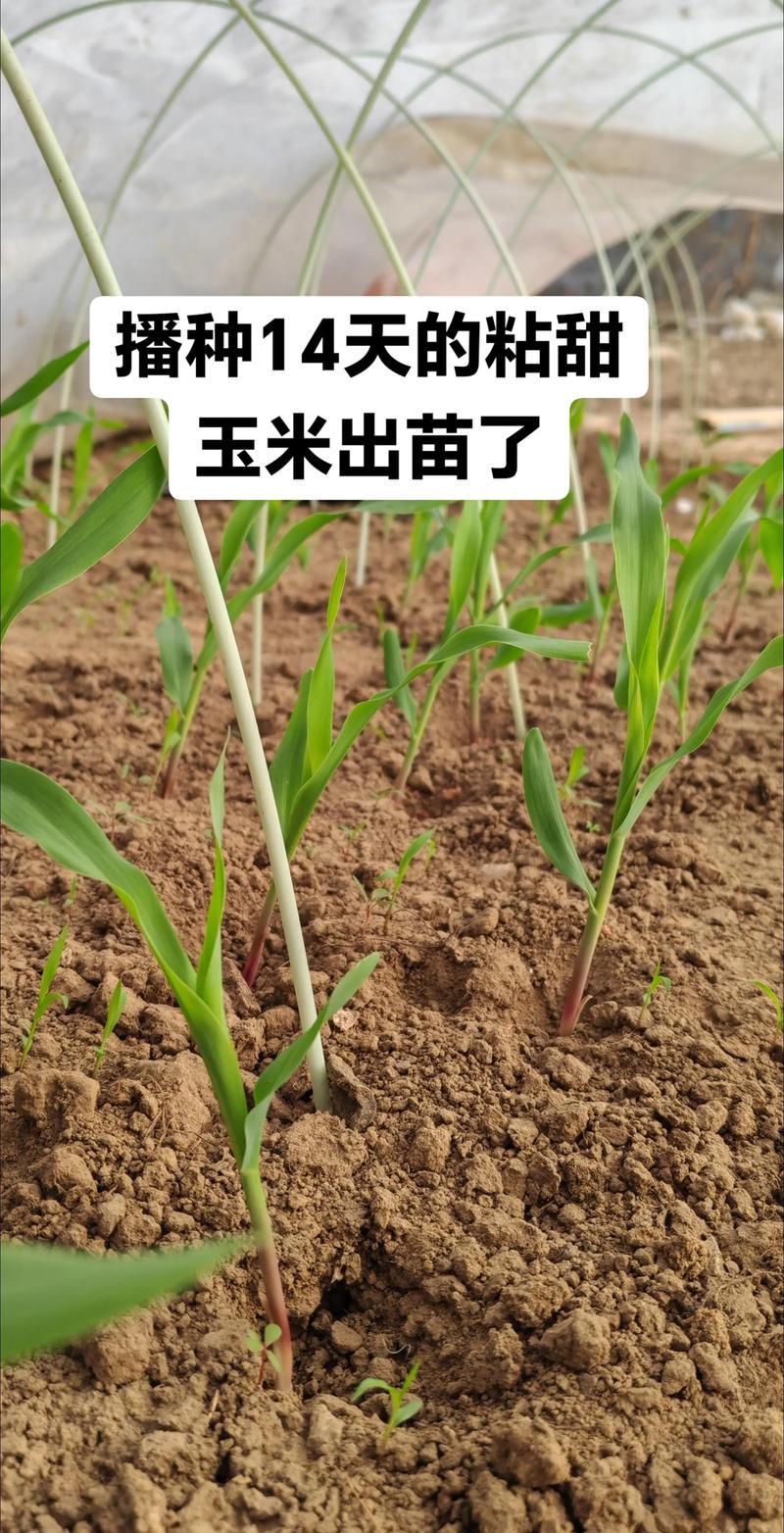 玉米土壤催芽需要透气吗_透气排水，适宜温湿