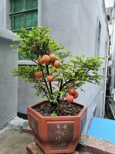 家庭盆栽适合种什么果树_阳台种果树，无花果蓝莓好种，吃自家种的香！