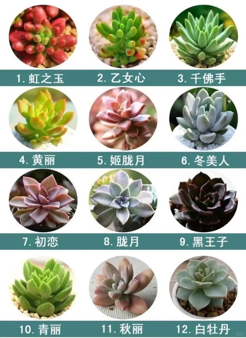 多肉什么时候开放_夏季多肉防化水，开花养护看方法