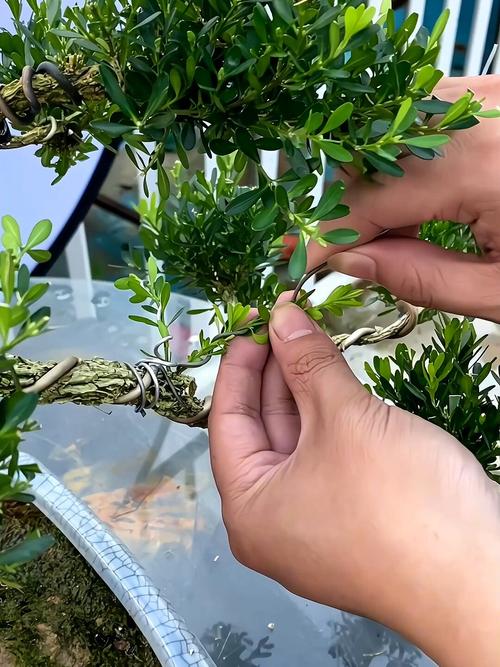 小叶雀舌皱皮黄杨有没有毒_小叶雀舌黄杨有毒性，勿泡水喝，注意园林安全
