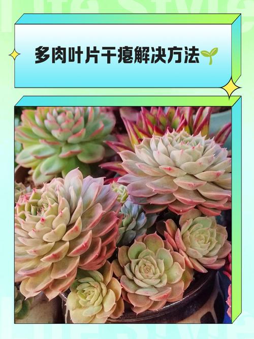 多肉干瘪了怎么恢复_多肉干瘪怎么办？去除枯叶，耐心等待！