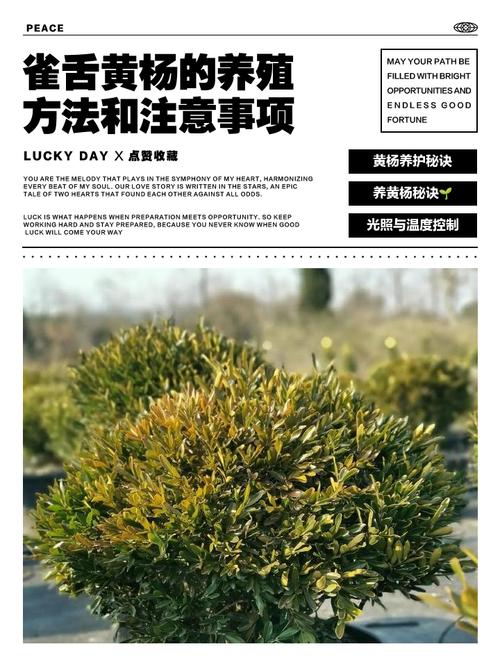 雀舌黄杨叶子尖干枯怎么处理_雀舌黄杨叶尖干枯怎么办？