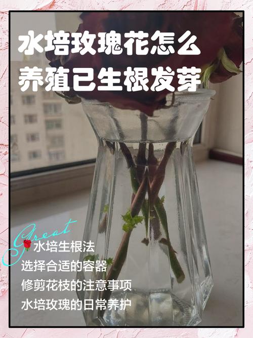 玫瑰花枝水养发芽了还能扦插吗_水养玫瑰发芽能扦插？看生根情况！