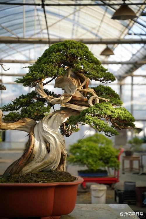 盆景十大名贵品种_古雅珍稀，传承文化与自然之美