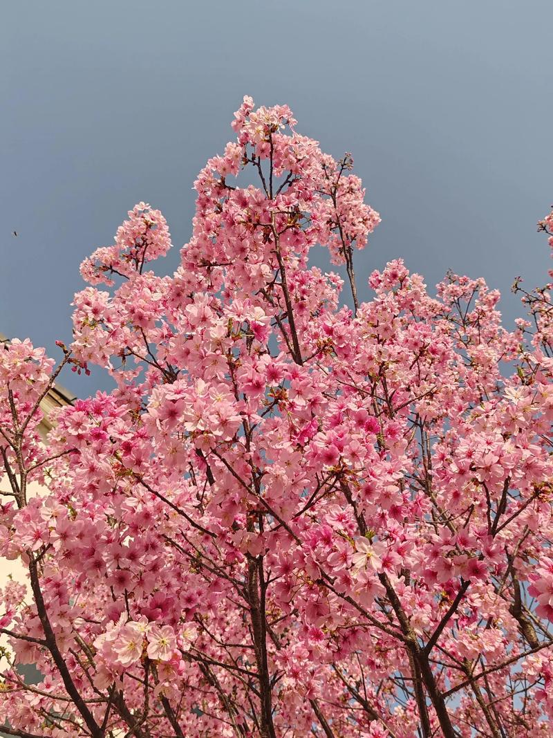 浅粉色的樱花是几月开_河津早春樱花美，游客争相拍照赏