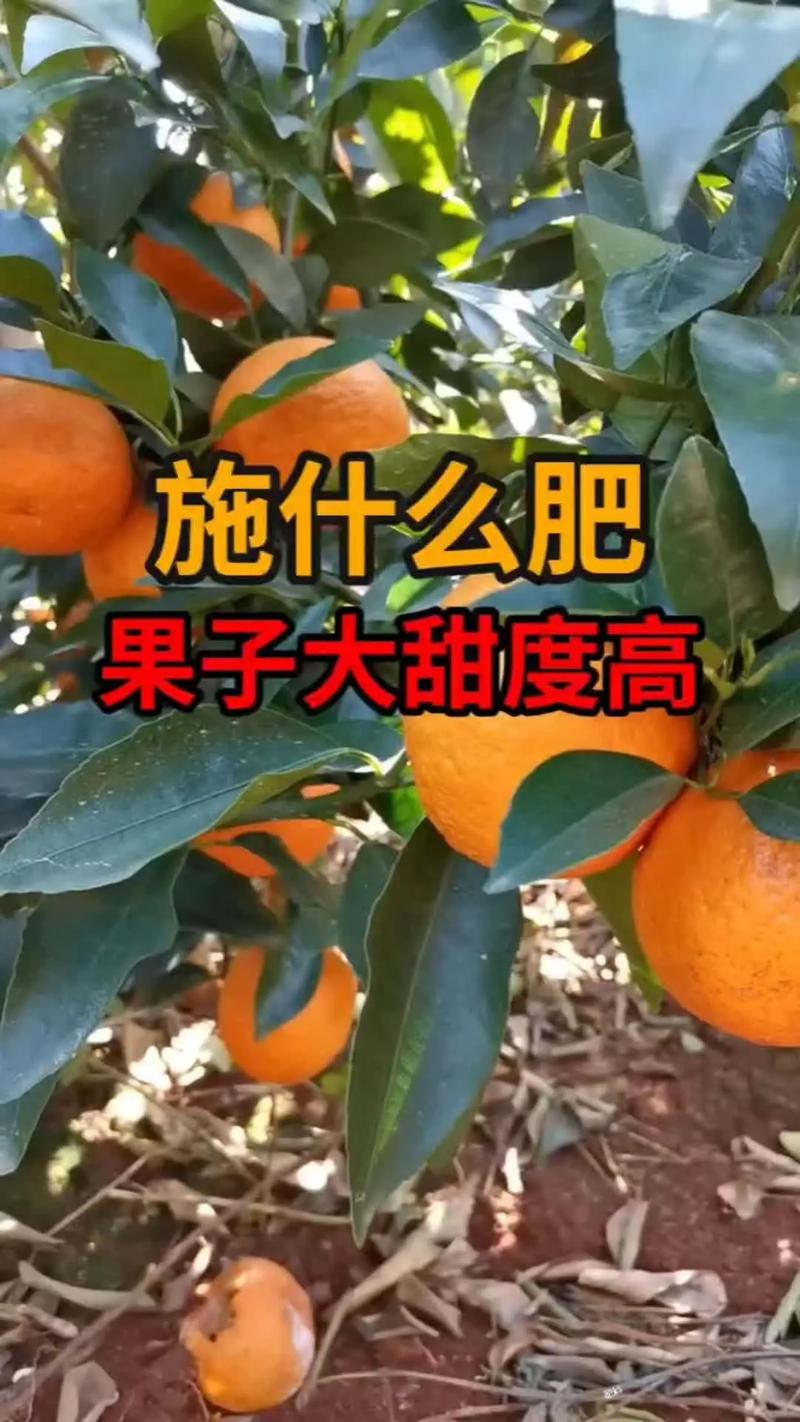 果树花谢了有小果子施什么肥_谢花后巧施肥防落果，膨果提质好方法