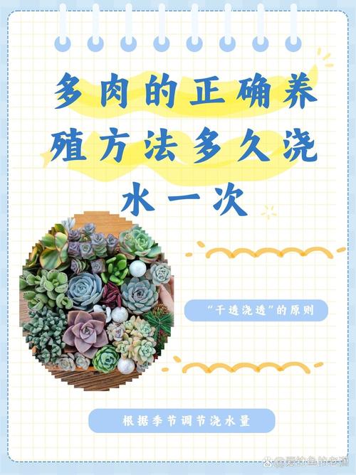 刚种上的多肉需要浇水嘛_种后多久浇水？注意这些细节