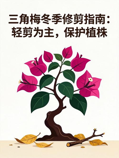 三角梅分轻剪还有重剪_三角梅修剪正当时,轻剪重剪有讲究! 三角梅分轻剪还有重剪_三角梅修剪正当时,轻剪重剪有讲究!