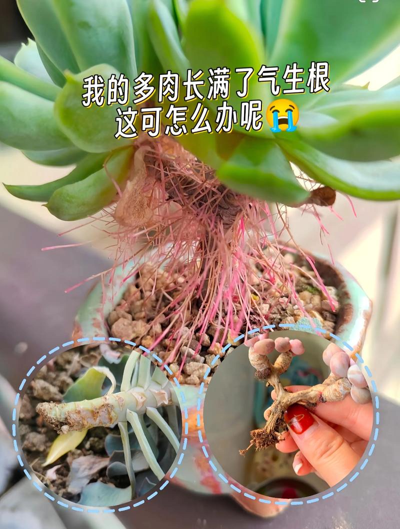 切掉多肉的老根之后怎么办_多肉老根存活法，水培扦插换盆技巧