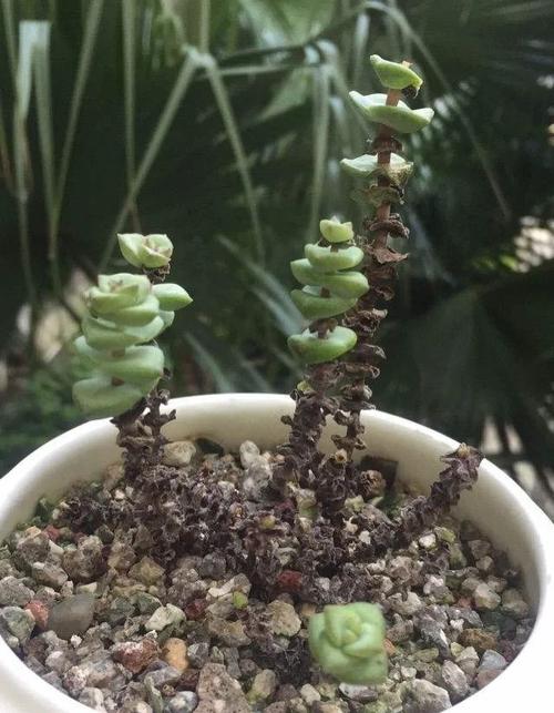 多肉叶子被太阳晒扁了还能长活吗_多肉晒伤能恢复吗？看程度巧处理