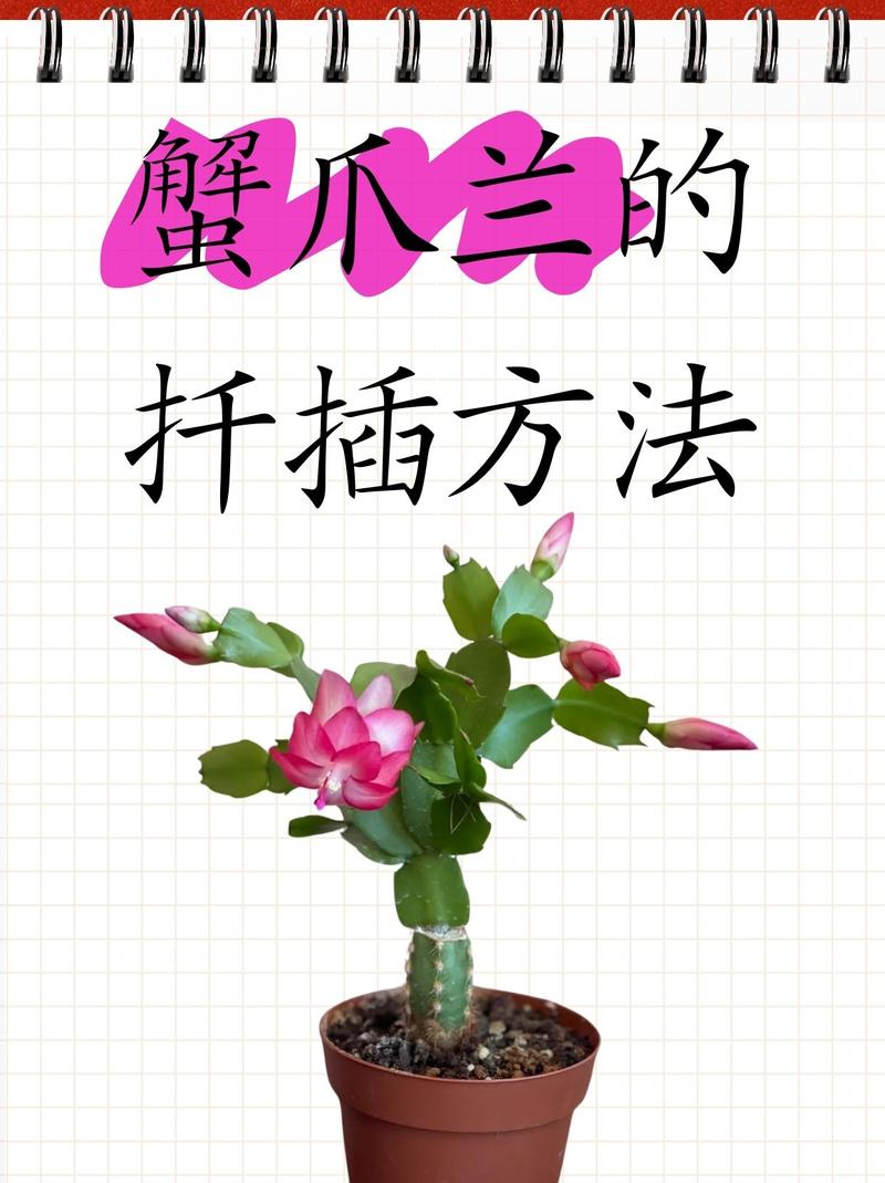 带花朵的蟹爪兰怎么扦插_春季蟹爪兰扦插,选健康叶,晾干后插,疏松透气的土,通风散射光,浇透水,合理施肥促生根长叶 带花朵的蟹爪兰怎么扦插_春季蟹爪兰扦插,选健康叶,晾干后插,疏松透气的土,通风散射光,浇透水,合理施肥促生根长叶