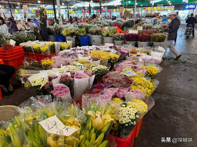 广州最大的花卉盆栽市场在哪里_广州花卉市场，龙吐珠最大最全，年宵花丰富，文化嘉年华精彩！