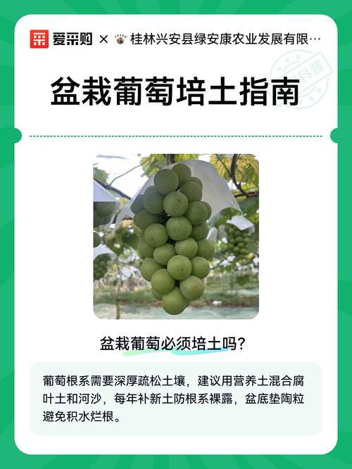 葡萄盆栽对土的要求_盆栽葡萄土肥管理养护技巧