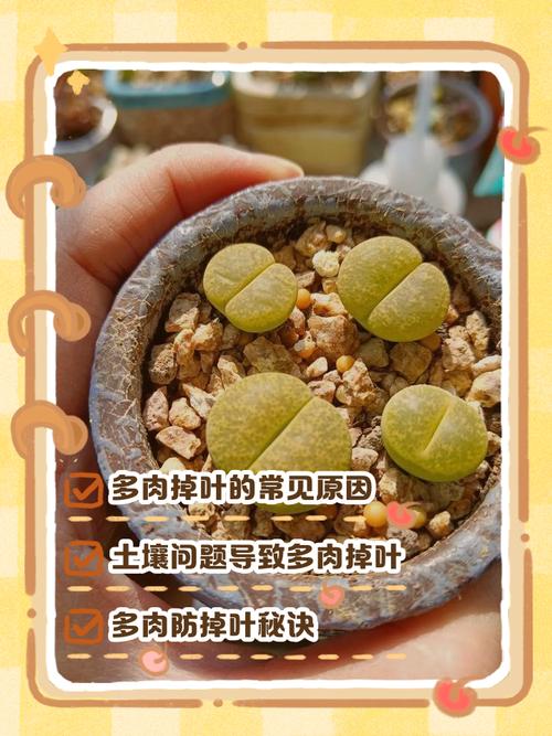 多肉掉叶子是因为水浇多了吗_多肉掉叶原因及解决方法