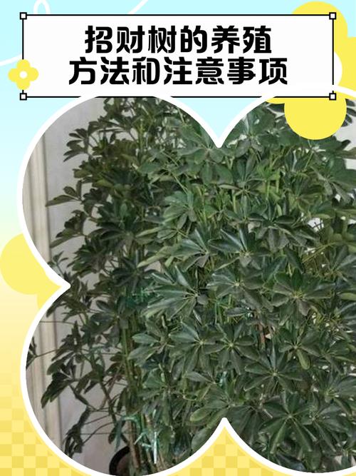 怎么原生发财树在室外长粗长高_发财树喜热怕冷，适合室内养，散射光足好养活
