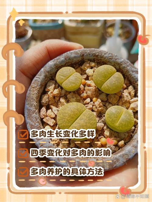 多肉种植的过程和收获_木桩种多肉，粗犷精致新风尚