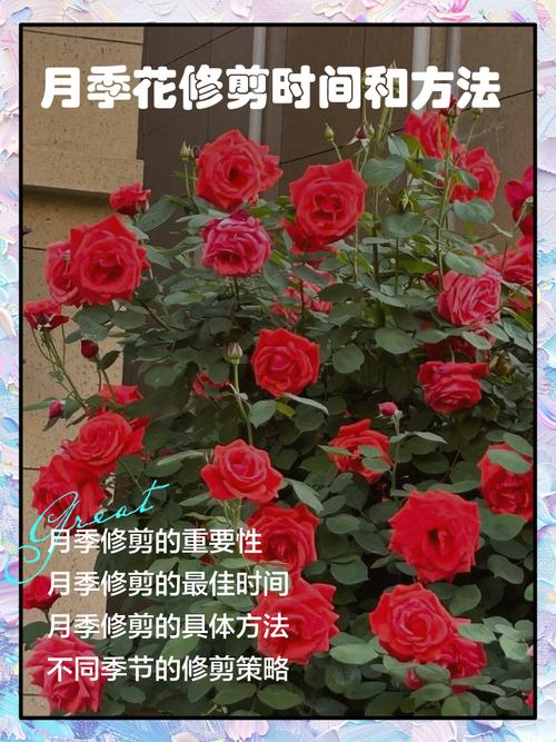 月季花开完了怎么修剪_去弱留强，花后巧剪更繁盛