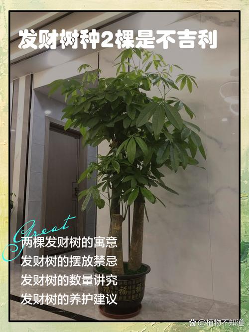 发财树树干矮粗是好品种吗_矮粗发财树好不好？看枝叶健康与否！