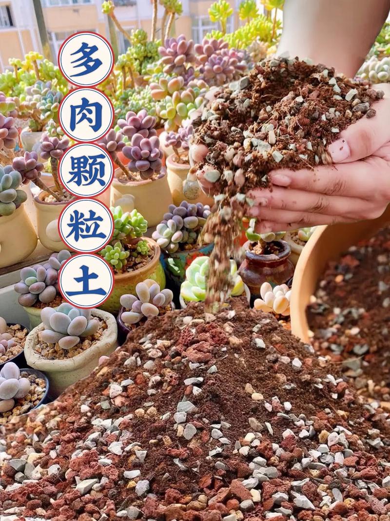 多肉营养土可以直接种苗吗_保水控量，光照通风是关键！