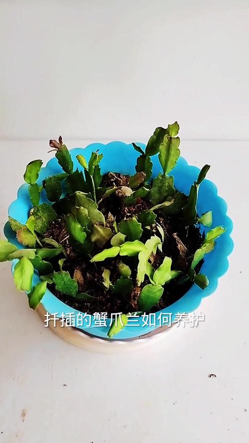 扦插蟹爪兰需要放在阴凉的地吗_蟹爪兰扦插避高温，选叶晾晒促活易成