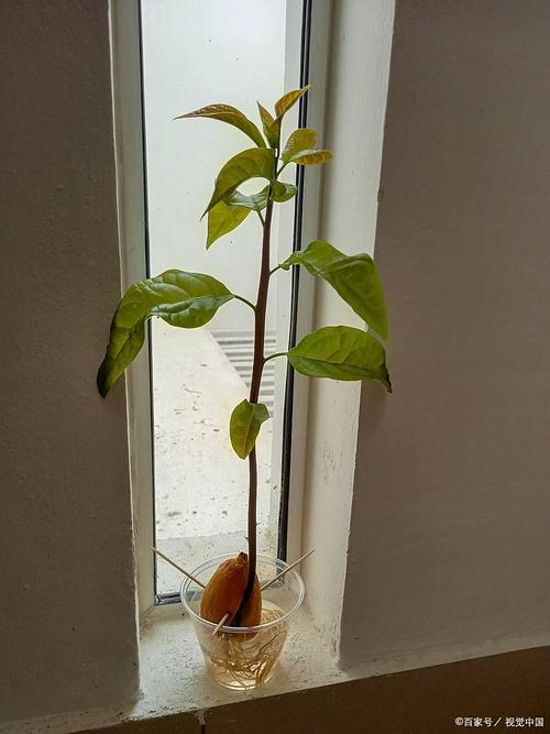 花枝放在水里怎么快速生根_枝条处理与养护要点