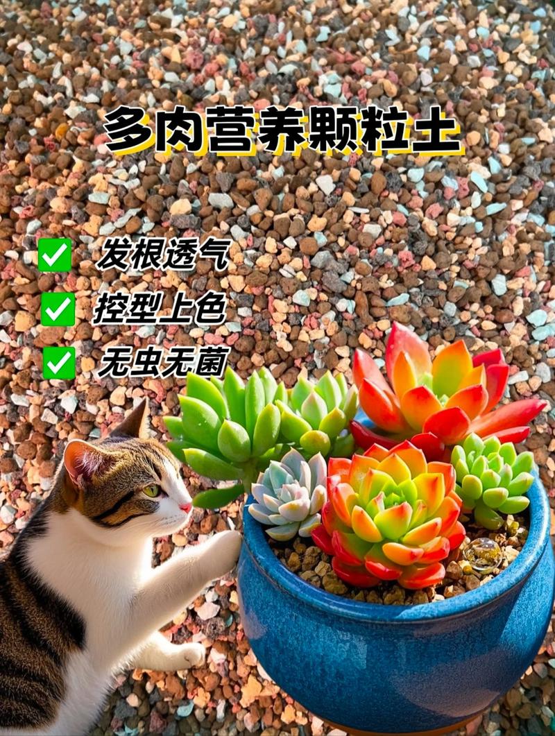 买的营养土可以直接种多肉吗_颗粒土混营养土，自制更灵活！