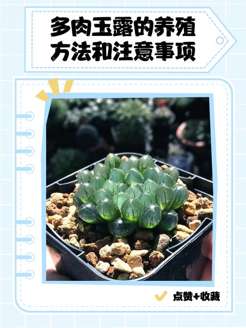 多肉到货种植方法_土壤花盆浇水，避免烂根小窍门