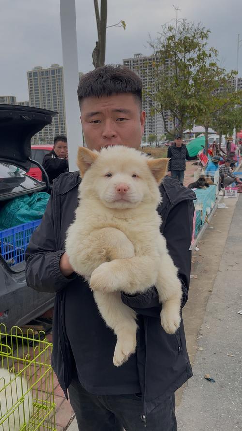 白土松犬只能和白土松配吗_传承与审慎创新之路
