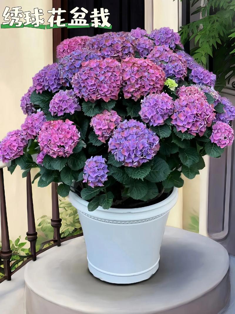 绣球是浅根系植物_绣球浅根喜阴湿，巧养花开更繁茂