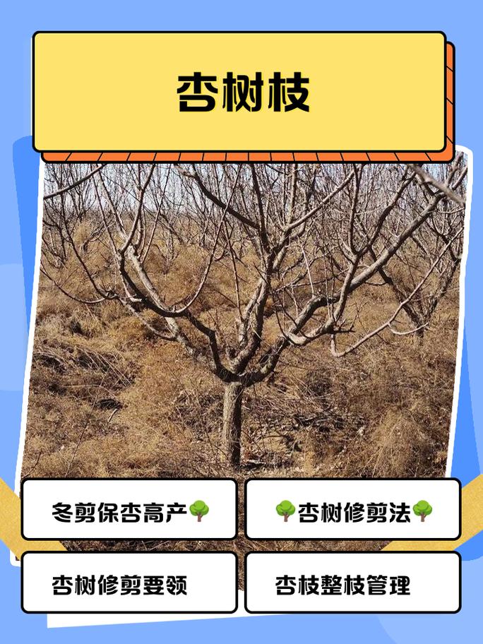 杏树冬季修剪技术_分阶段巧剪，年年丰收！