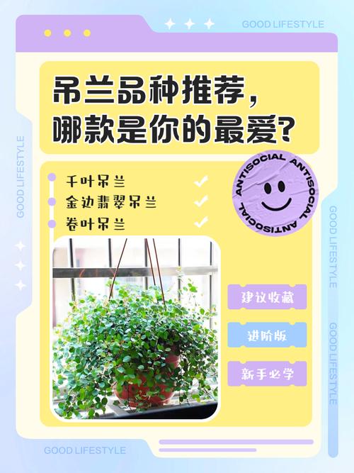 吊兰吊兰有多少种_金边银边金心等，各有特色，适合装饰
