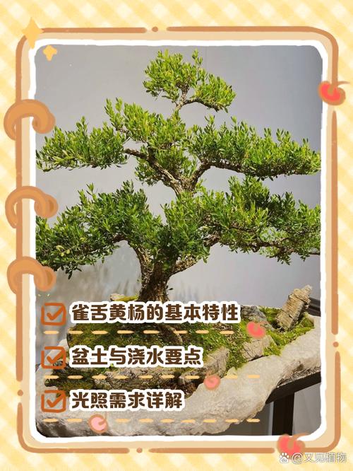 雀舌黄杨怎么养殖方法_光照温度浇水土壤要点 雀舌黄杨怎么养殖方法_光照温度浇水土壤要点
