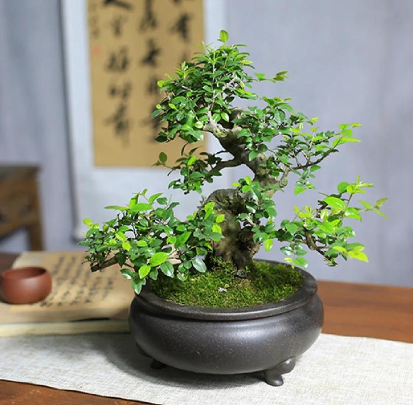 雀梅小桩子这会能洗根吗_洗根修剪，通风保湿促健康
