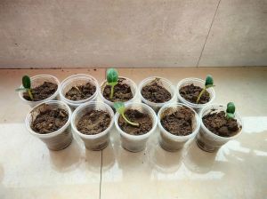 种子三天的生长过程_香蕉种子3天发芽，温湿度是关键