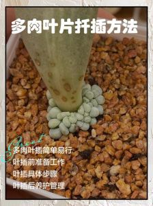 多肉的根剪了可以立刻种吗_多肉修根后晾干再种，干土种植忌浇水，花露水可防虫
