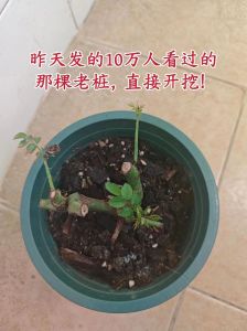 买来的玫瑰花老桩怎么栽_选对玫瑰老桩，精心养护，绽放美丽花朵
