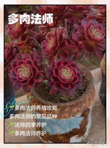 多肉法师耐寒最低多少_多肉法师不耐寒，注意温度防冻害