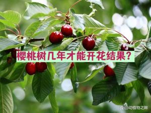 樱桃树几月施肥_樱桃施肥看时机，春追钾促生长，采后磷助开花