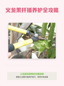 火龙果怎么扦插盆栽_火龙果扦插选对枝条很关键